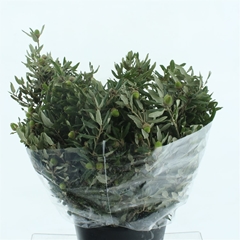 Quercus Ilex 50cm 400gram