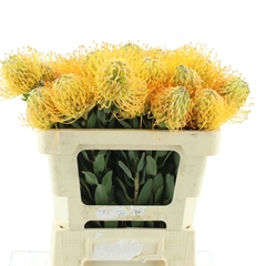 Leuco Jelena 50cm