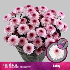 Chr T Abbey 70cm 70gram
