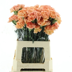 Di St Goldi 70cm 23
