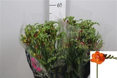 Fr Du Mandarine 52cm 25gram 23
