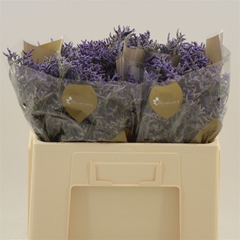 Lim Saf Dark Blue 60cm 20gram