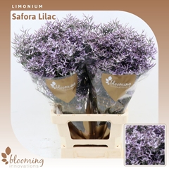 Lim Safora Lilac 70cm 25gram