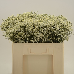 Lim Sin China White 50cm 20gram