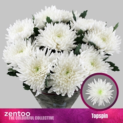 Chr G Topspin 70cm 80gram