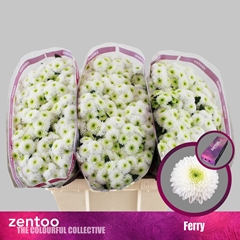 Chr San Ferry 55cm 130g