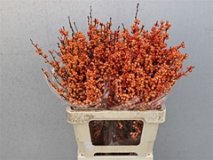 Ilex Ve Winter Gold 60cm