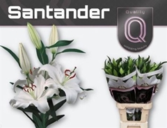 Li Or Santander