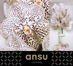 Vanda Su Pur Confet 20cm