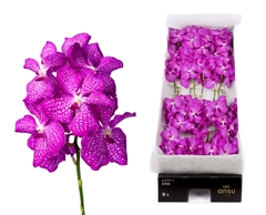 Vanda Kan Mag Pink 25cm