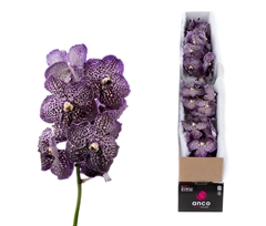Vanda Su Jeff Leatha 25cm