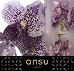 Vanda Di Ant Mauv Pl 25cm