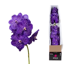 Vanda Ni Tweed Blue 25cm
