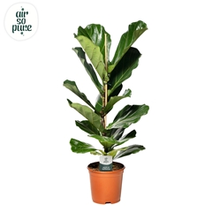 Ficus Lyrata 21Ø 90cm