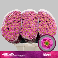 Chr S Aaa Wicked 55cm 120g