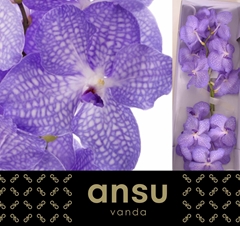 Vanda Angelite 30cm