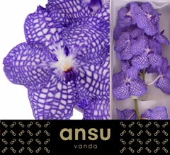 Vanda Kan China Blue 30cm