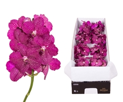 Vanda Fuchsia Magic 25cm