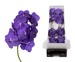 Vanda Dark Blue Magi 20cm