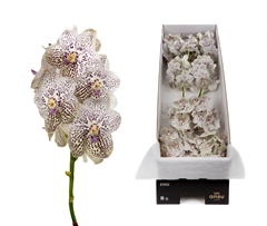 Vanda Su Pur Confet 20cm
