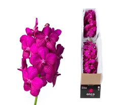 Vanda Cerise Magic 20cm