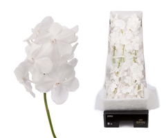 Vanda Tayan Diam Whi 20cm