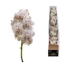 Vanda Su Pur Confet 20cm