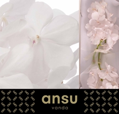 Vanda Tayan Diam Whi 20cm