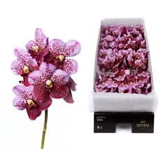 Vanda Di Pink Mahoga 30cm