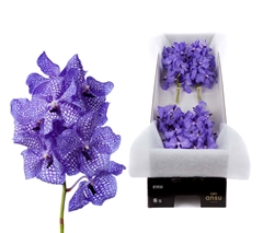 Vanda Kan Delft Blue 20cm