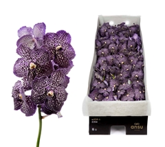 Vanda Su Jeff Leatha 25cm