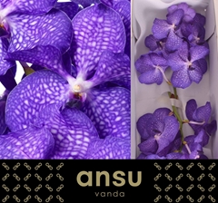 Vanda Blue Magic 30cm