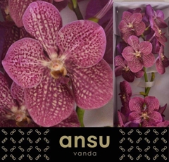 Vanda Ni Tropi Punch 25cm