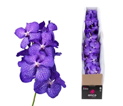 Vanda Blue Magic 30cm