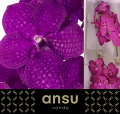 Vanda Ni Rasp Cerise 25cm