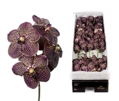 Vanda Su Choc Brown 30cm