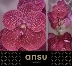 Vanda Ni Crimso Love 25cm