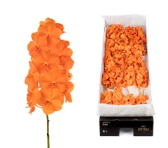 Vanda Na Prin Orange 15cm