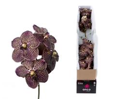 Vanda Su Choc Brown 30cm