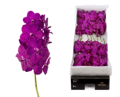 Vanda Ni Rasp Cerise 25cm