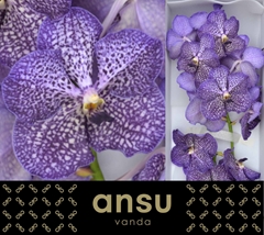 Vanda Su Sapphire 30cm