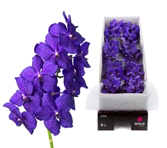 Vanda Royal Blue 20cm