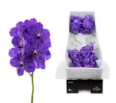 Vanda Su Blueb Smoot 20cm