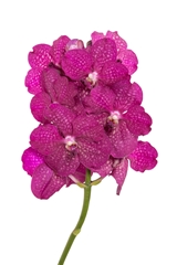 Vanda Fuchsia Magic 25cm
