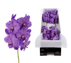 Vanda Su Lave Sprink 25cm