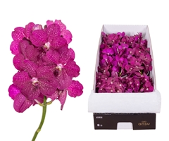 Vanda Fuchsia Magic 25cm