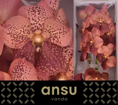 Vanda Su Leop Coral 25cm