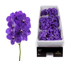 Vanda Su Blueb Smoot 20cm