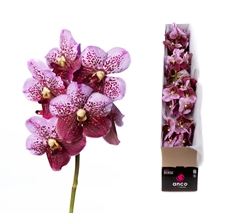 Vanda Di Pink Mahoga 30cm