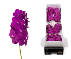 Vanda Ni Rasp Cerise 25cm